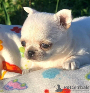 Photo №1. chihuahua - à vendre en ville de Giessen | négocié | Annonce №130613