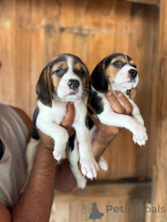 Photo №1. beagle - à vendre en ville de Munich | négocié | Annonce №169051