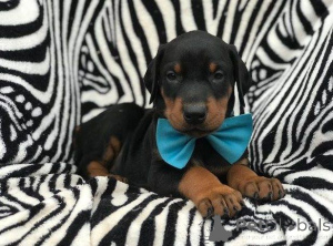 Photo №1. deerhound - à vendre en ville de Tampa | 425€ | Annonce №139212