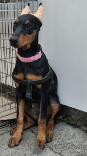 Photo №2 de l'annonce № 78442 de la vente chien bâtard - acheter à USA annonce privée