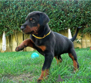 Photo №1. dobermann - à vendre en ville de Stockholm | négocié | Annonce №96300