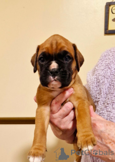 Photo №4. Je vais vendre chien bâtard en ville de Vienna. éleveur - prix - 250€