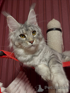Photo №2 de l'annonce № 155327 de la vente maine coon - acheter à L'Autriche annonce privée