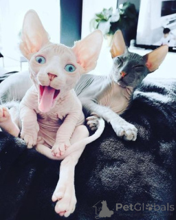 Photo №1. sphynx - à vendre en ville de Daszewice | 564€ | Annonce № 158954