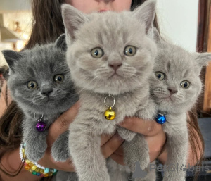 Photo №1. british shorthair - à vendre en ville de Viehausen | 400€ | Annonce № 172684