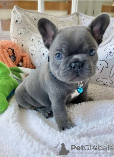 Photo №3. Beaux chiots bouledogue français Business WhatsApp 37256062792. La finlande