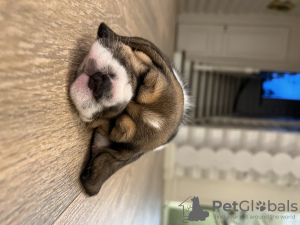 Photo №2 de l'annonce № 70792 de la vente beagle - acheter à Fédération de Russie éleveur