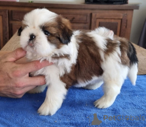 Photo №4. Je vais vendre shih tzu en ville de Limbourg.  - prix - Gratuit