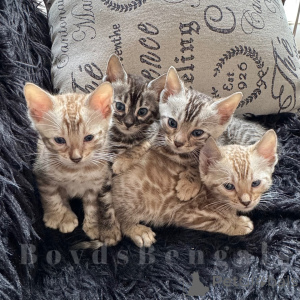 Photo №1. bengal - à vendre en ville de Berlin | négocié | Annonce № 163540