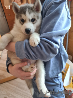 Photo №4. Je vais vendre husky de sibérie en ville de Tallinn. annonce privée - prix - négocié