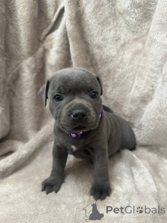 Photo №1. staffordshire bull terrier - à vendre en ville de Øsløs | négocié | Annonce №169931