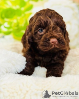 Photos supplémentaires: *LIGNE DE TESTS DE SANTÉ F1 TEDDY OURS COCKAPOOS*