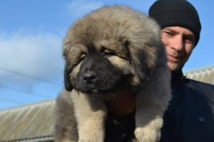 Photo №2 de l'annonce № 4212 de la vente berger du caucase - acheter à Ukraine annonce privée