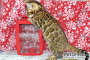 Photos supplémentaires: Magnifiques chatons bengal disponibles !