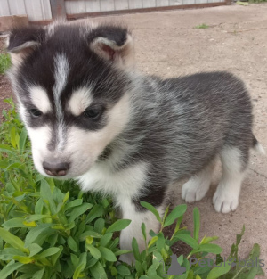 Photo №2 de l'annonce № 144169 de la vente husky de sibérie - acheter à Fédération de Russie annonce privée