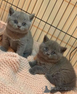 Photo №1. british shorthair - à vendre en ville de Амстердам | négocié | Annonce № 75590