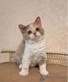 Photo №1. selkirk rex à poil ras - à vendre en ville de Bleialf | 350€ | Annonce № 177043