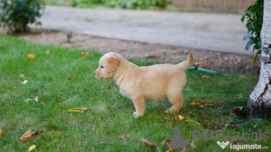 Photo №3. Golden Retriever Kölykök Eladók. Allemagne