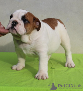Photo №2 de l'annonce № 132764 de la vente bulldog anglais - acheter à Serbie éleveur