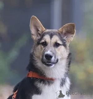 Photo №2 de l'annonce № 133501 de la vente chien bâtard - acheter à Fédération de Russie annonce privée