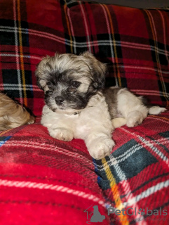 Photo №1. shih tzu - à vendre en ville de Montreal | 473€ | Annonce №103606