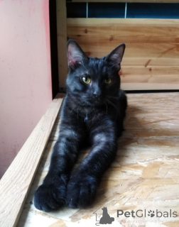 Photo №4. Je vais vendre  en ville de Rivière moscou.  - prix - Gratuit