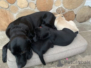 Photos supplémentaires: chiots Labrador forts à adopter