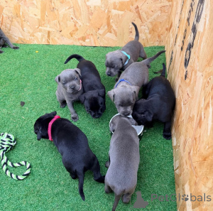 Photo №1. american staffordshire terrier - à vendre en ville de Bayerbach | 350€ | Annonce №178878