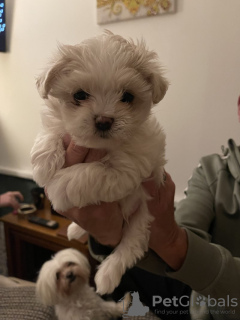 Photo №1. bichon maltais - à vendre en ville de Birmingham | 500€ | Annonce №131714