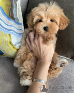 Photo №3. Chiots Maltipoo élevés dans une maison familiale. Allemagne