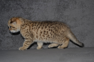 Photo №2 de l'annonce № 33395 de la vente highland-straights - acheter à Lituanie de la fourrière