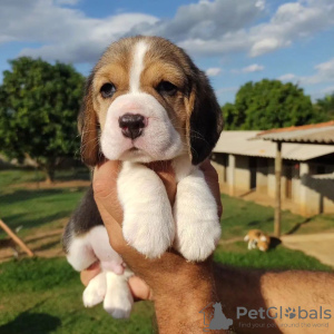 Photos supplémentaires: Beaux chiots beagle