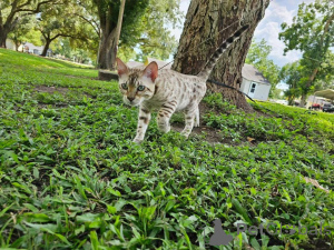 Photo №2 de l'annonce № 153251 de la vente bengal - acheter à Suède annonce privée