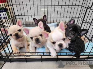 Photo №3. bouledogue français chiots mignons et adorables disponibles à l'adoption. Allemagne