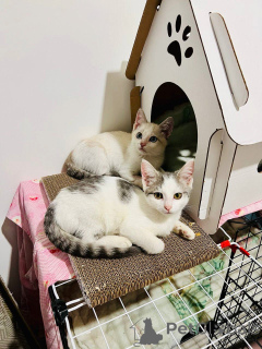 Photo №2 de l'annonce № 145400 de la vente  - acheter à Fédération de Russie 