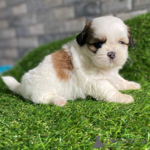 Photo №1. shih tzu - à vendre en ville de Fredericksborg | négocié | Annonce №168256