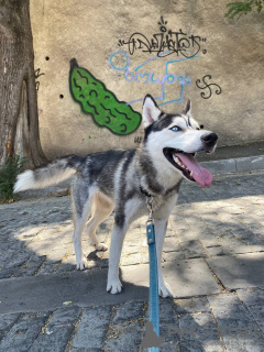 Photo №3. Donner des Huskies. Georgia