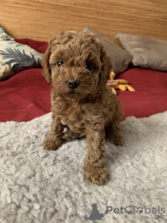 Photo №1. caniche (jouet) - à vendre en ville de Jurbarkas | négocié | Annonce №159877