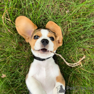 Photo №4. Je vais vendre beagle en ville de Berlin. annonce privée - prix - 478€