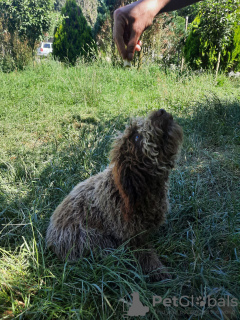 Photos supplémentaires: Chiots Lagotto Romagnolo de race pure