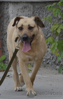 Photos supplémentaires: Un chien avec de beaux yeux cherche le meilleur propriétaire.