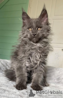Photo №2 de l'annonce № 99497 de la vente maine coon - acheter à USA annonce privée, de la fourrière, de l'abri