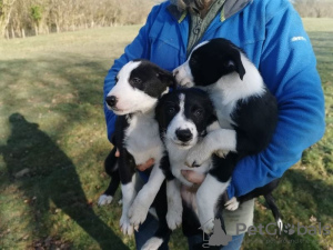 Photo №1. border collie - à vendre en ville de Münster | négocié | Annonce №82391