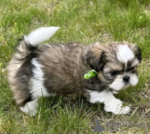 Photo №2 de l'annonce № 111385 de la vente shih tzu - acheter à USA annonce privée