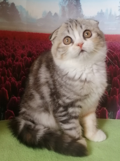 Photo №2 de l'annonce № 7011 de la vente scottish fold - acheter à Fédération de Russie de la fourrière