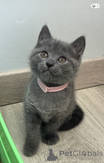 Photo №3. Chatons chartreux disponible adorable à place. Belgique