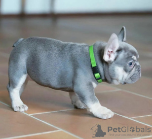 Photos supplémentaires: chiot bouledogue français