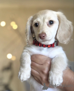 Photo №2 de l'annonce № 165207 de la vente teckel - acheter à Pays Bas éleveur