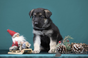 Photos supplémentaires: Chiots bergers d'Europe de l'Est disponibles à la réservation