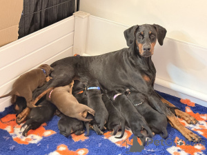 Photo №2 de l'annonce № 168933 de la vente dobermann - acheter à La finlande 